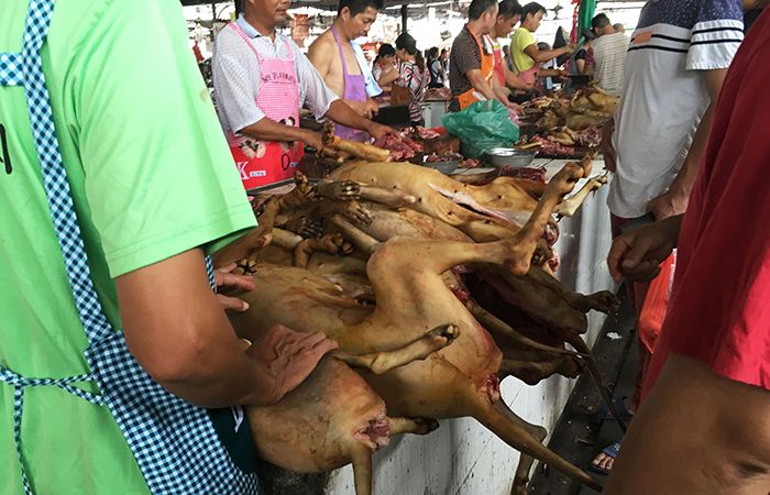 dog meat festival