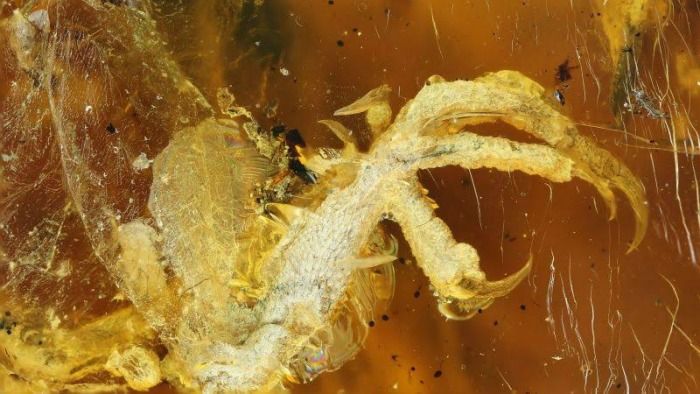 specimen of bird preserved in amber
