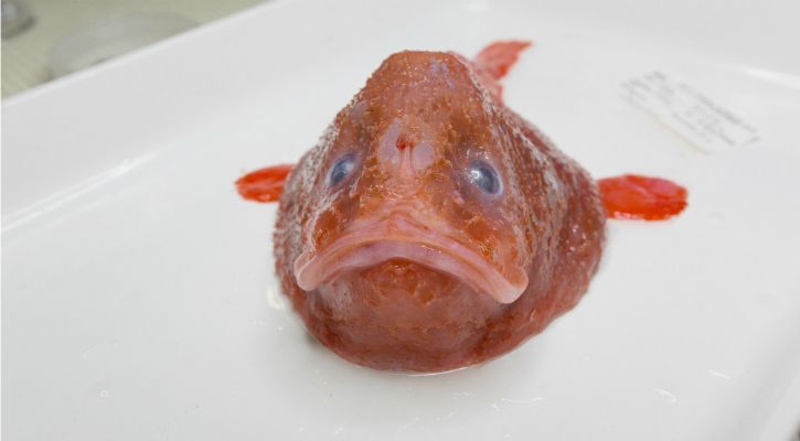 Red Coffinfish