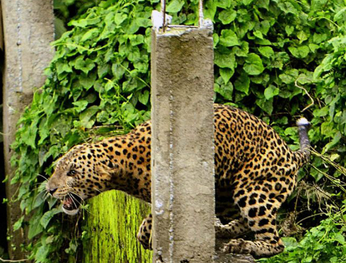 Mumbai leopard attack