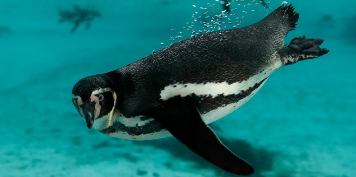 Seven Months After Being Brought From Seoul, Penguins Will Finally Woo ...