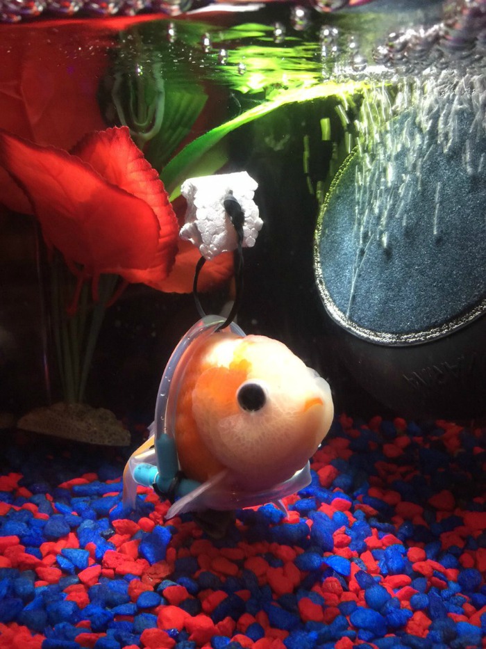 Goldfish with a wheelchair