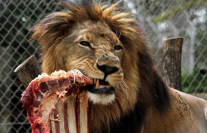 Lions, Tigers And Leopards At Lucknow Zoo Forced To Eat Chicken As Meat  Becomes Rare To Find In Yogi&#39;s UP