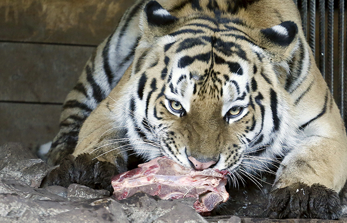 Lions, Tigers And Leopards At Lucknow Zoo Forced To Eat Chicken As Meat  Becomes Rare To Find In Yogi's UP