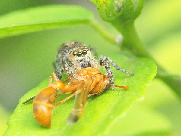 World's spiders devour 400-800m metric tons of insects yearly – experts, Insects