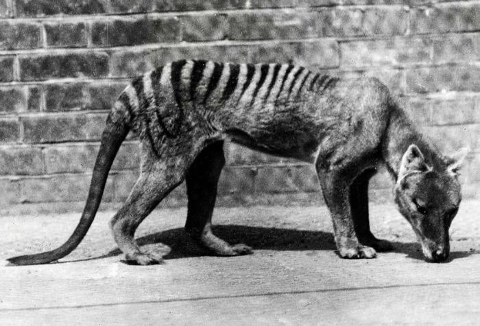 Hunt For Once Extinct Tasmanian Tigers Begin After They're Seen In ...