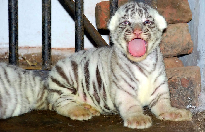 Meet 'Baahubali', The Newborn Tiger Cub in Odisha's Nandankanan ...