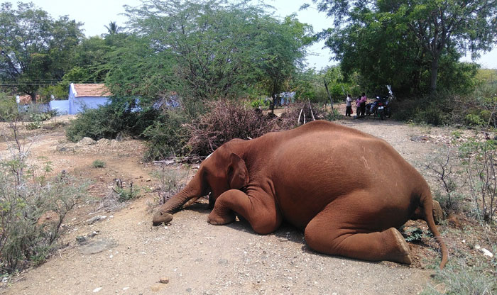 Elephant Dies