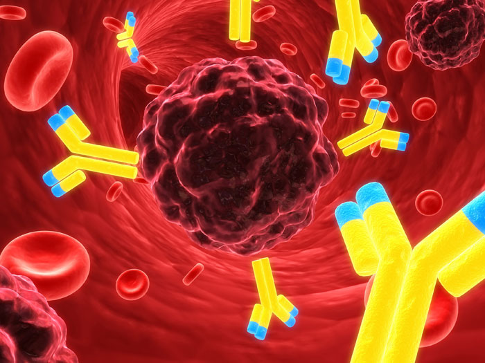  facbook twitter googlepluse Antibody to fight cancer