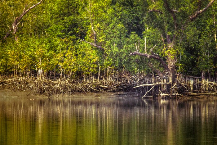 the Sundarbans