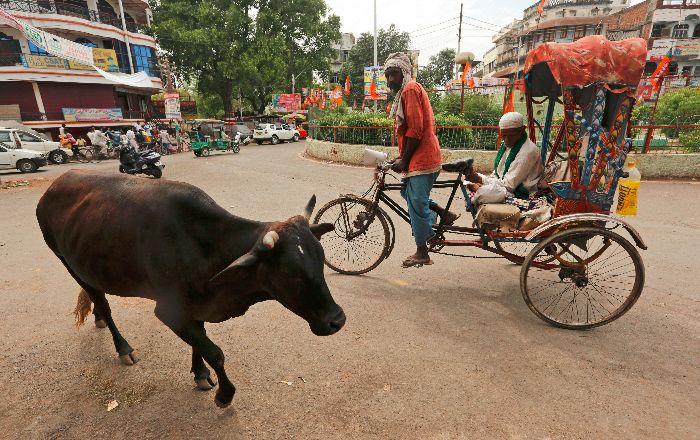 Cattle Slaughter Ban