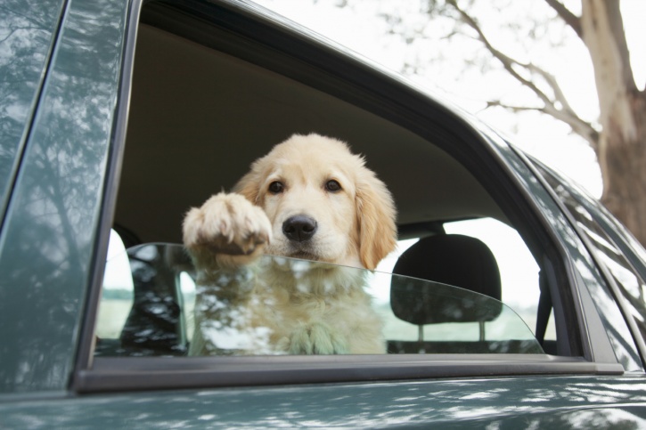 every year, dogs suffer and die when their guardians make the mistake of leaving them in a parked car—even for “just a minute”—while they run an errand! 