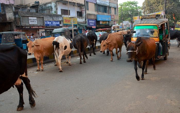 Cattle Slaughter Ban