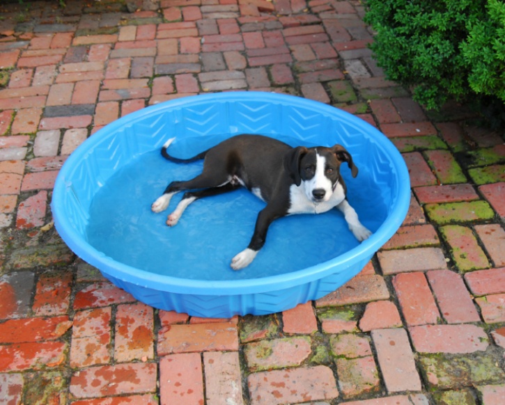 Provide water to drink, and if possible spray the dog with a garden hose or immerse him or her in a tub of cool (but not iced) water for up to two minutes in order to lower the body temperature gradually. You can also place the dog in front of an electric fan. Applying cool, wet towels to the groin area, stomach, chest, and paws can also help. Be careful not to use ice or cold water, and don’t overcool the animal