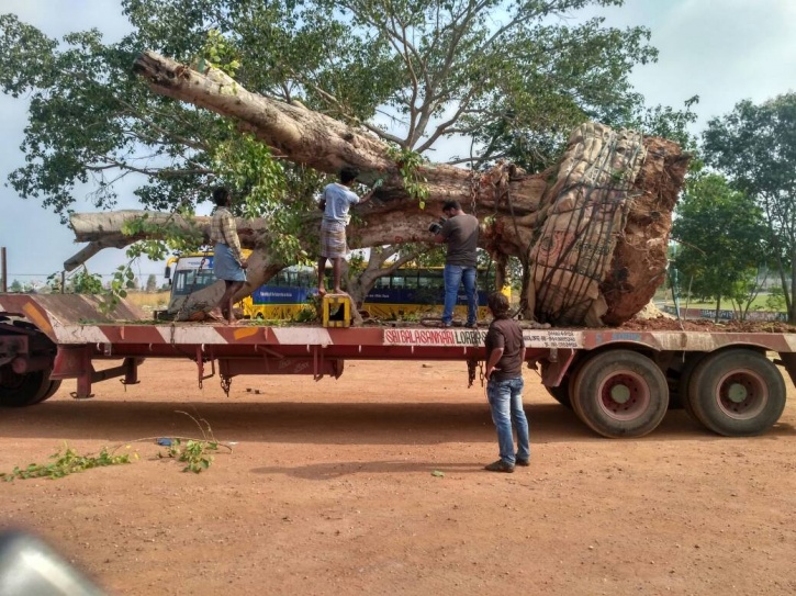 Bengaluru Relocation of Trees