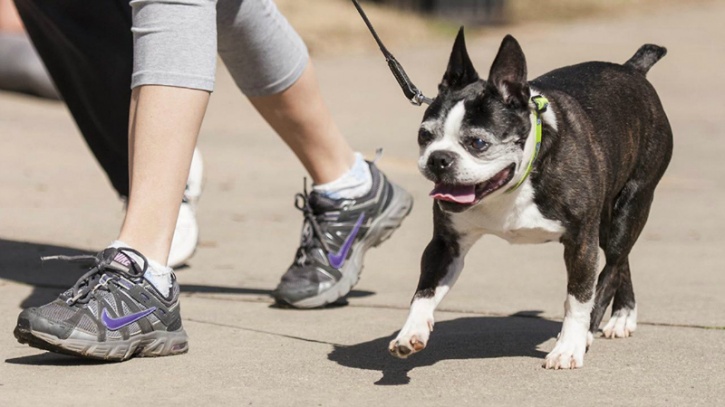 When walking your dog, keep in mind that if it feels hot enough to fry an egg outside, it probably is. When the air temperature is 86 degrees, the asphalt can reach a sizzling 135 degrees — more than hot enough to cook an egg in five minutes. And it can do the same to our canine companions’ sensitive foot pads