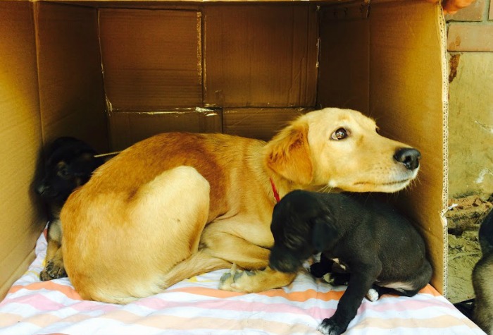 These Delhi Youngsters Are Taking Care Of Sick Strays In North Campus ...