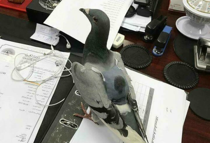 Pigeon with 200 ecstasy pills hidden in a little backpack
