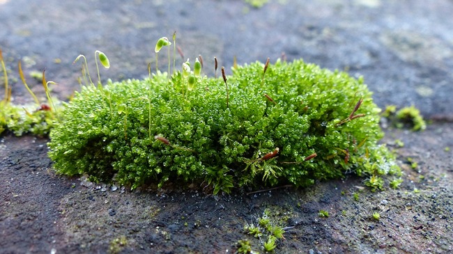 toxic moss