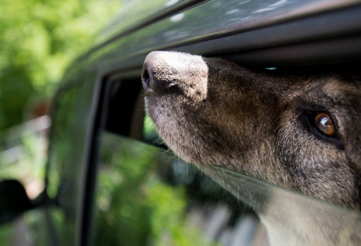 Parked cars are deathtraps for dogs: On a 78-degree day, the temperature inside a parked car can soar to between 100 and 120 degrees in just minutes, and on a 90-degree day, the interior temperature can reach as high as 160 degrees in less than 10 minutes