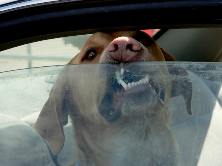 Animals can sustain brain damage or even die from heatstroke in just 15 minutes. Beating the heat is extra tough for dogs because they can only cool themselves by panting and by sweating through their paw pads