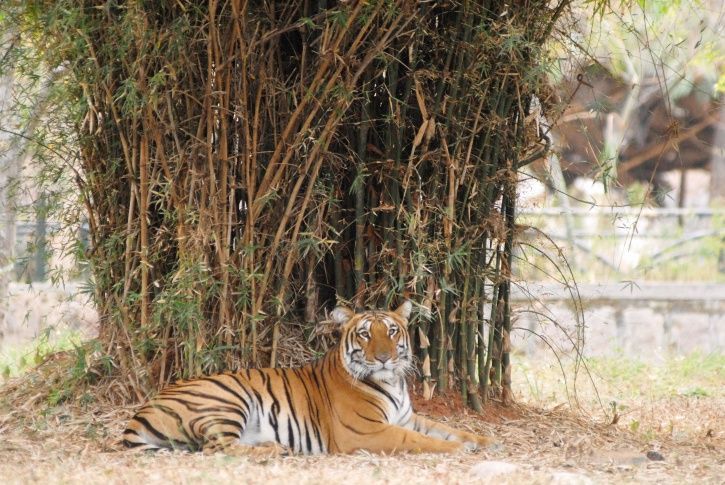 India's Tiger Population Has Increased By 1300% Since It Was Declared National Animal 44 Years Ago India's Tiger Population Has Increased By 1300% Since It Was Declared National Animal 44 Years Ago