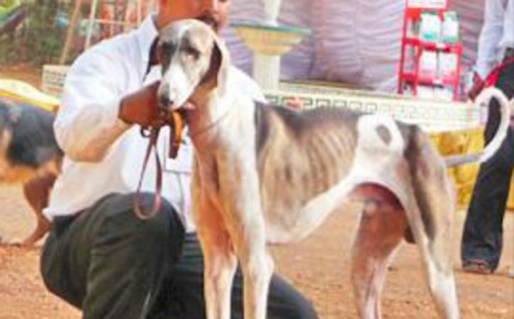 Mudhol hound dog for best sale sale olx