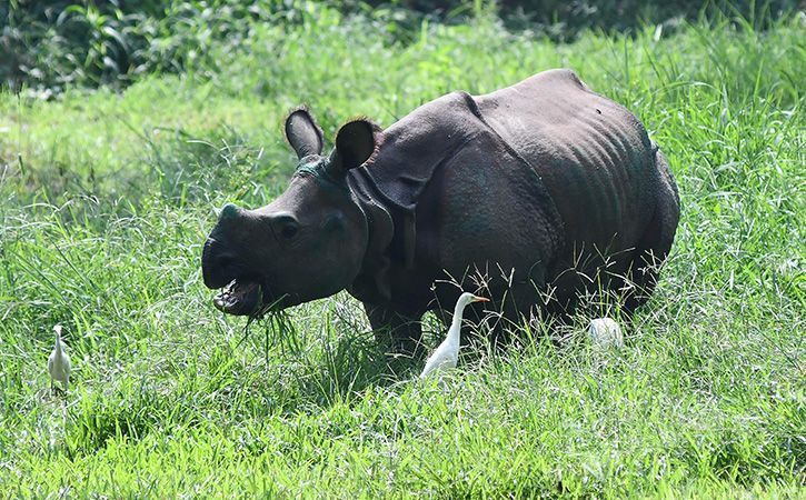 Female Rhino Shot Dead Inside Kaziranga National Park, Poachers Flee ...