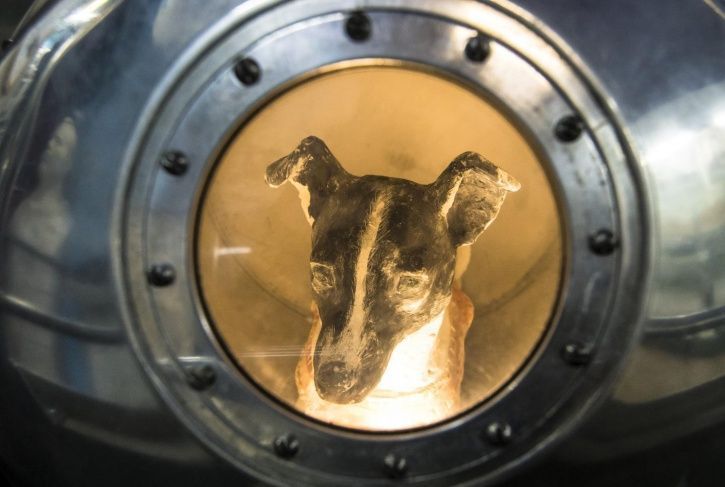 60-years-ago-today-laika-became-the-first-dog-to-enter-space-onboard