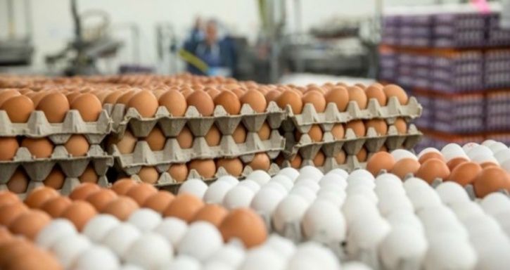 Myth #7: Buying eggs from local farmers is safer than purchasing them from the grocery store!   Fact: Eggs come from chickens, and chickens harbour Salmonella bacteria. So there is no guarantee that the farmers