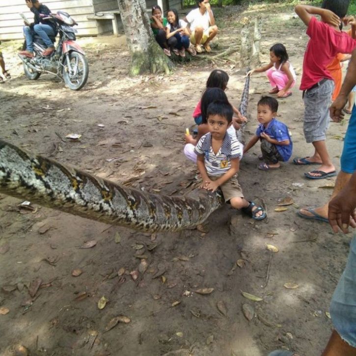 A Fight To The Finish - Man Overpowers A 23 Ft Python In Indonesia ...
