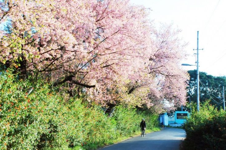 Shillong/cherry blossom festival