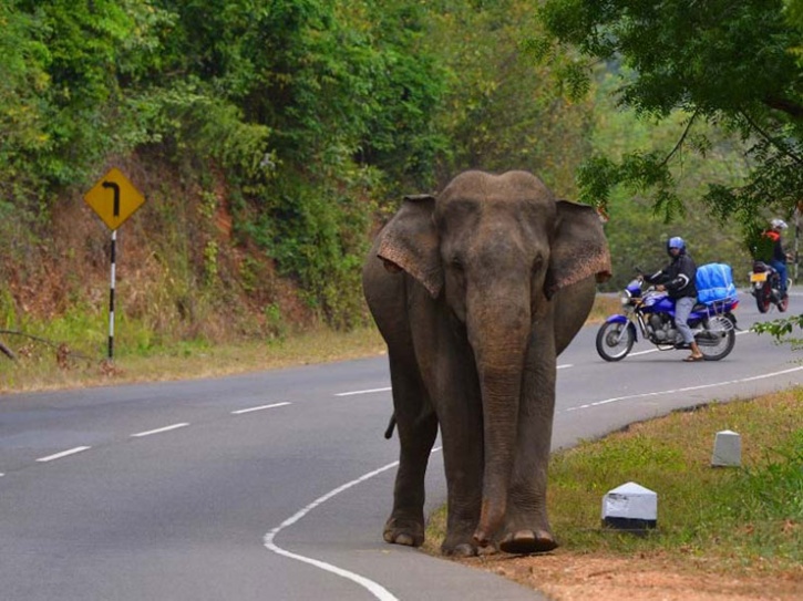 Man Trampled To Death By Elephant In Odisha While Taking Selfie