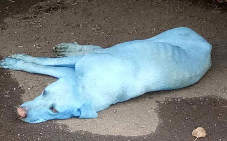 Photos Of ‘Blue Dogs of Mumbai’ Goes Viral; What’s Causing It?