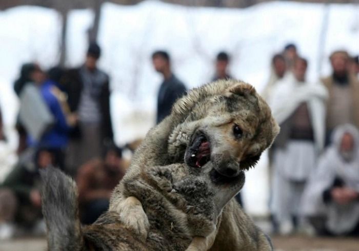 Kabul dog fight