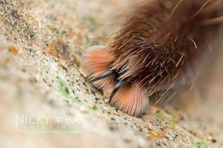 Turns Out Spiders Have Tiny Paws That Will Change The Way You Look At Them!