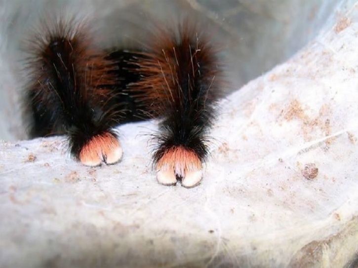 Turns Out Spiders Have Tiny Paws That Will Change The Way You Look At Them!