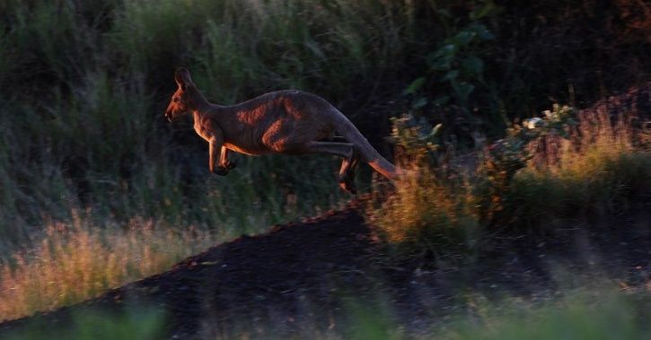 Chinese Zoo Visitors Cruelly Stone Kangaroo To Death As It Didn't Hop ...