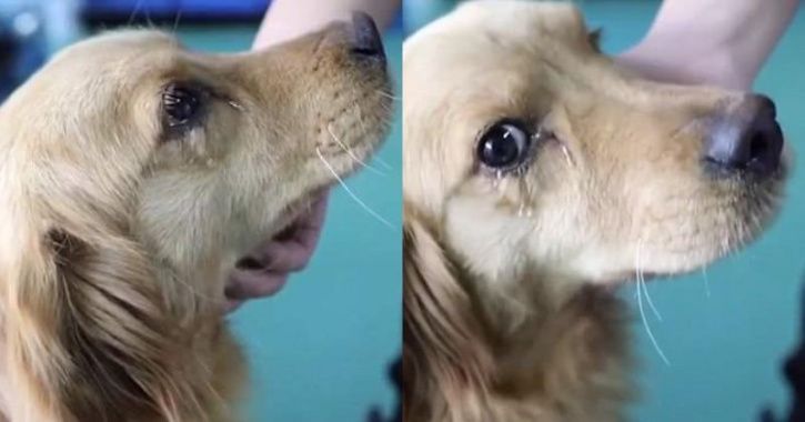 a dog cries like a human when rescued