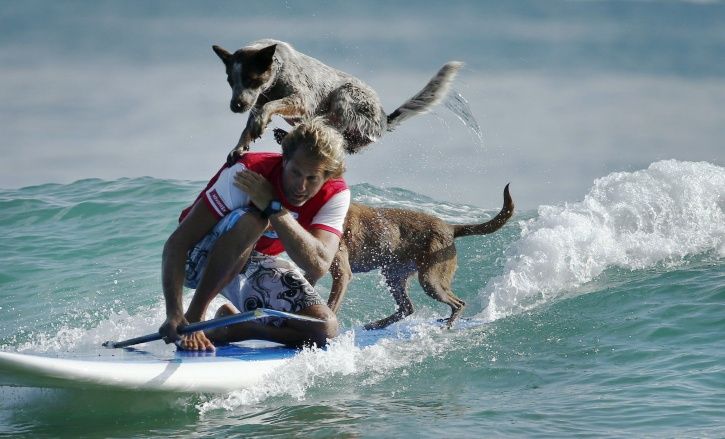 dog surfing instructors