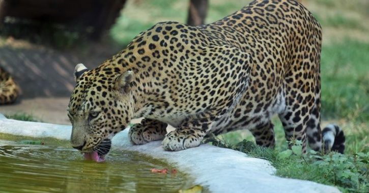 leopard uttar pradesh,