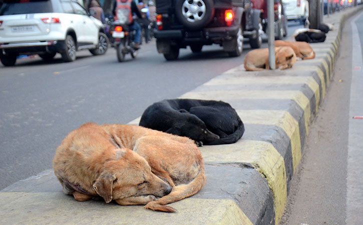 Mass Killing Of Stray Dogs Goes On Under Corporation Nose