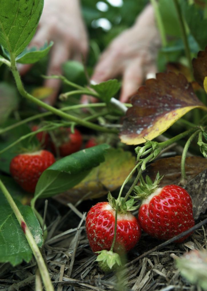 Strawberries Are The Most Contaminated Of All Fruits And Vegetables