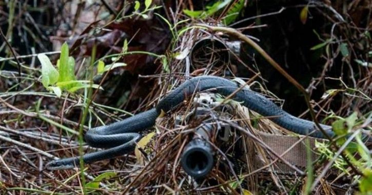 Sniper Remains Unfazed And Calm As Snake Moves On His Rifle, Picture ...
