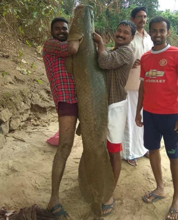 Predatory Fish Like Arapaima Red Belly Piranha And Alligator Gar Spotted After Kerala Floods