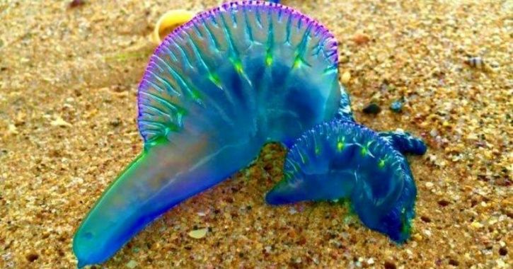 Blue Bottle Jellyfish Spotted At Mumbai Beaches, Several People Suffer Injuries