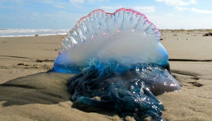 Blue Bottle Jellyfish Spotted At Mumbai Beaches Several People Suffer Injuries