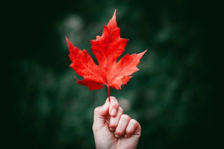 Maple Leaf Extract Could Be The New Botox For Preventing Wrinkles