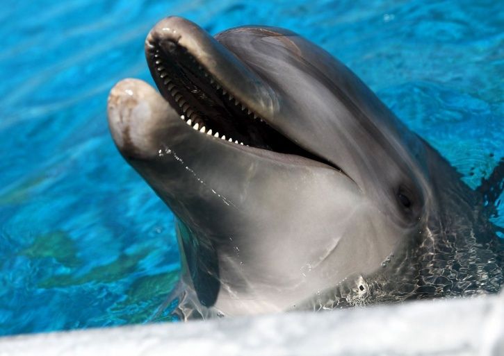 Sexually confused dolphin causes swimming ban at French beaches