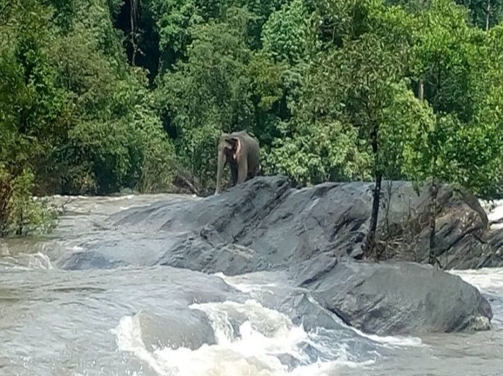 Kerala Flood Elephant